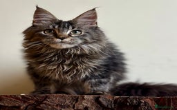 Maine Coon cats for sale: Beautiful pure bread maine coon kittens  - Image 24