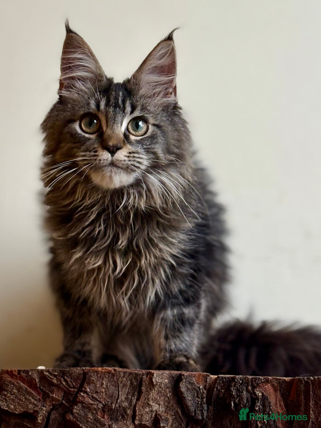 Maine Coon cats for sale: Beautiful pure bread maine coon kittens  - Image 24