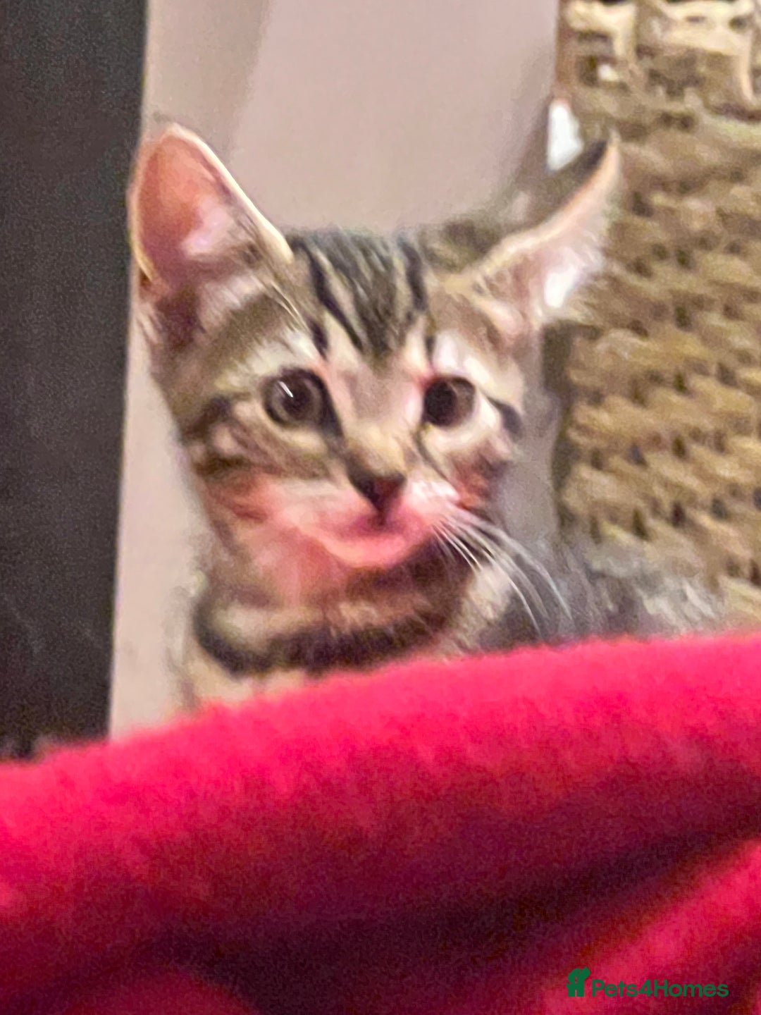 Bengal cats for sale: 4 Bengal cross kittens - Image 9