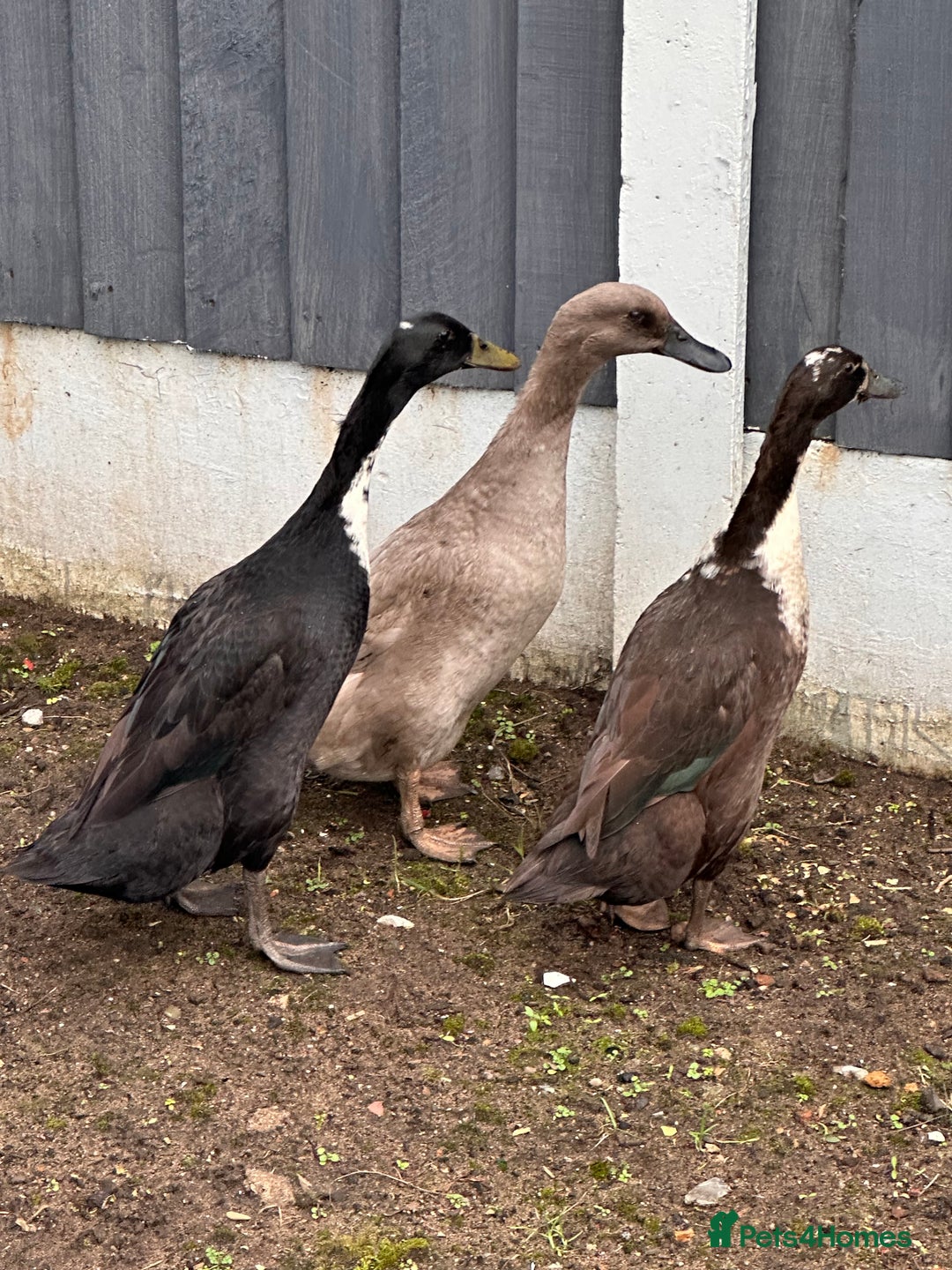 Ducks poultry for sale: Indian runner ducks - Advert 2