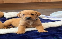 Labrador Retriever dogs for sale: Kennel Club Fox Red Labrador Puppies Health Tested - Advert 1