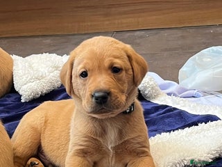 Labrador Retriever dogs Kennel Club Fox Red Labrador Puppies Health Tested - Advert 3