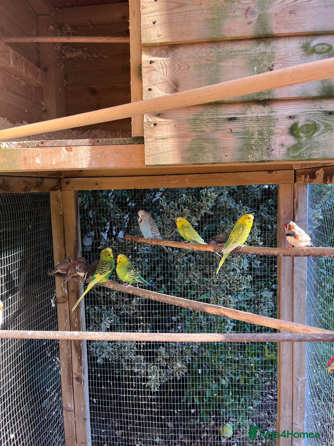 Mixed Breed birds for sale: Aviary of birds free to good home - Advert 3