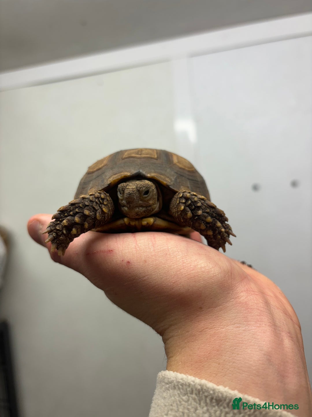Tortoise reptiles for sale: Various Tortoises - Image 5