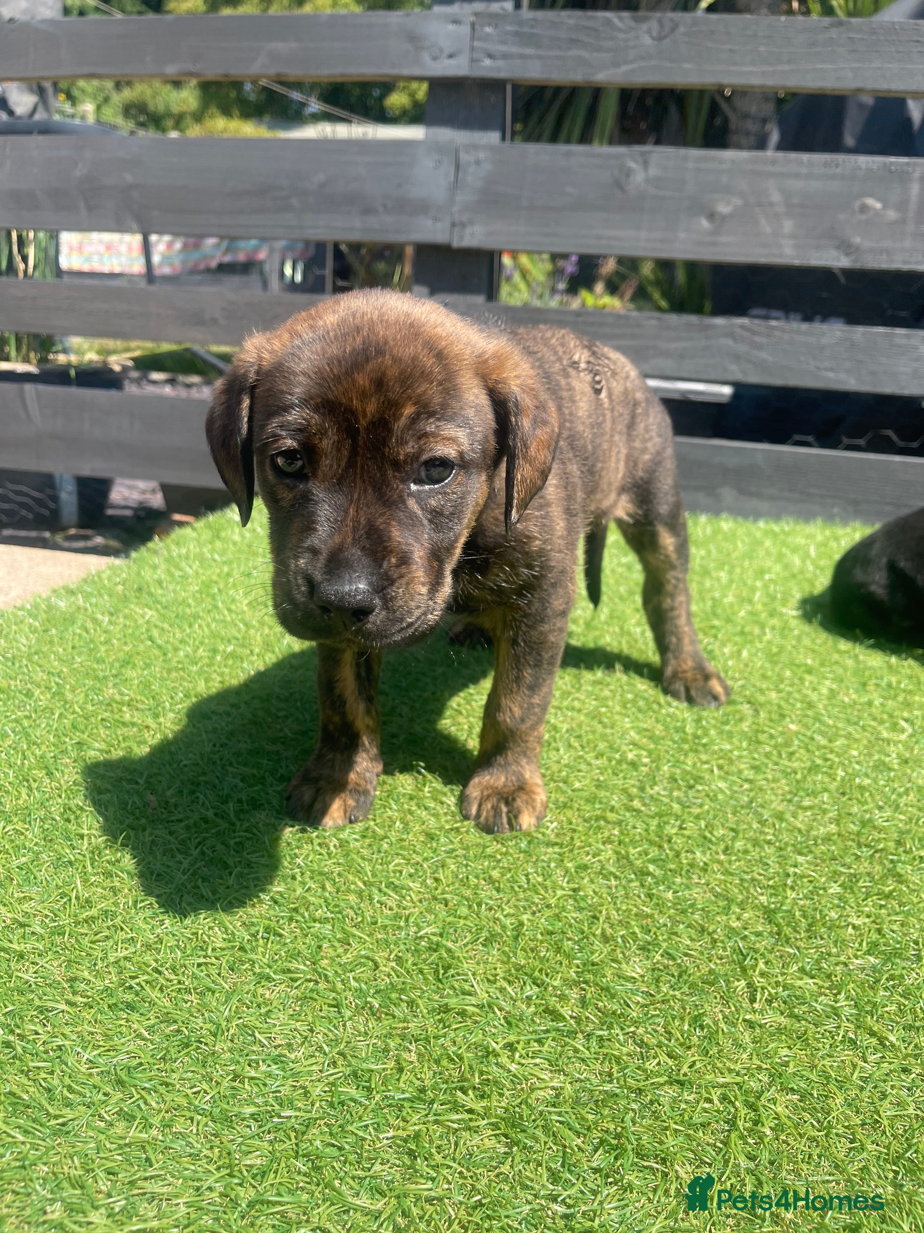 Mixed Breed dogs One of a kind PUPPIES mixed breed  - Advert 2