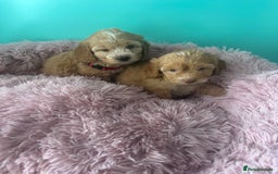 Cockapoo dogs for sale: Miniature cockapoo puppies - Image 7