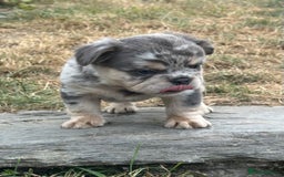 French Bulldog dogs for sale: 7 fluffy French Bulldogs puppies - Image 16