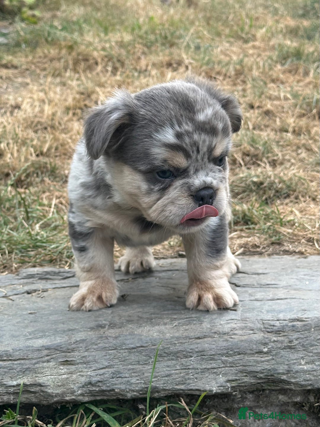 French Bulldog dogs for sale: 7 fluffy French Bulldogs puppies - Image 16