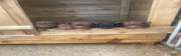 Patterdale Terrier dogs for sale: Patterdale terrier pups in Gravesend - Advert 7
