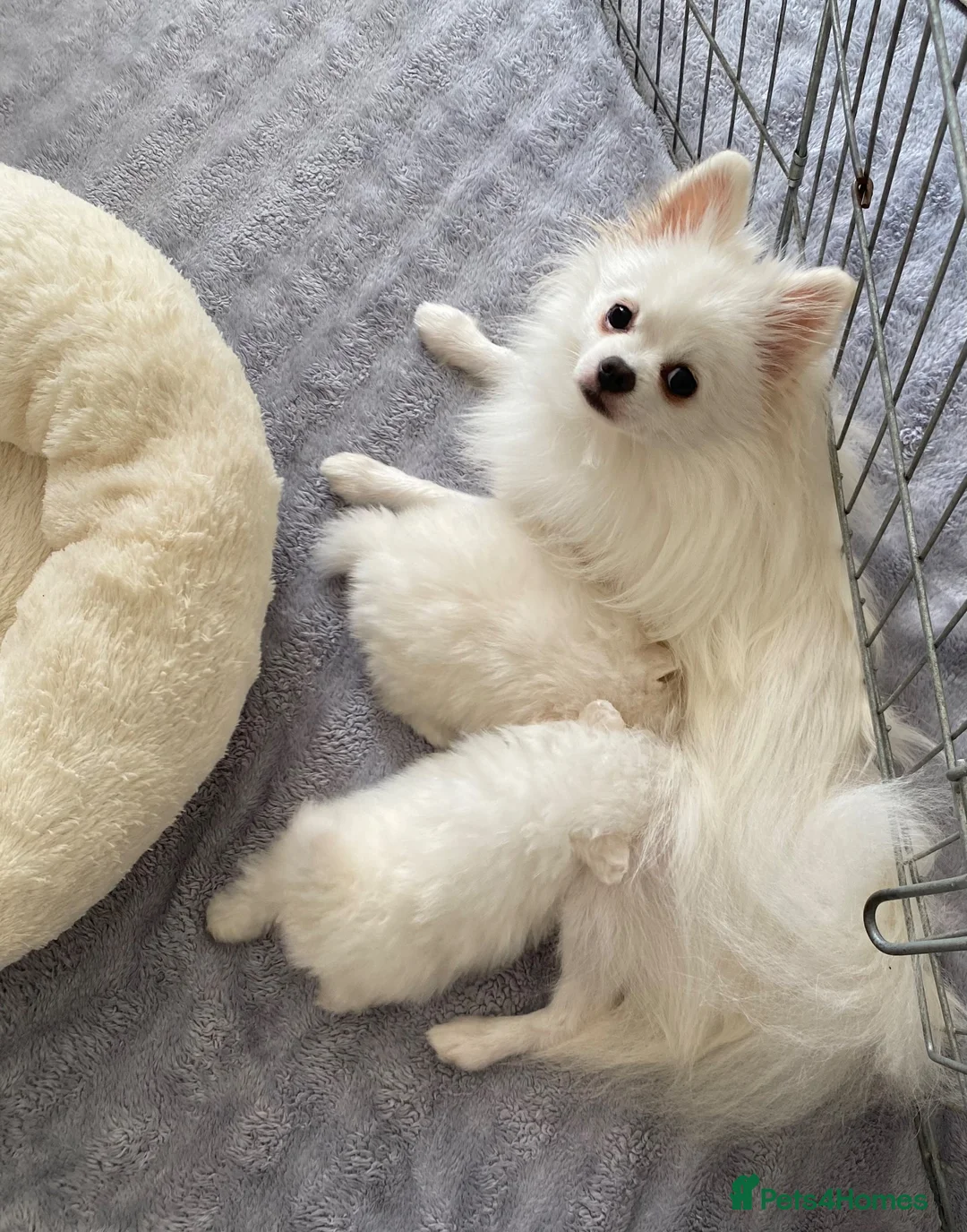 Pomeranian dogs for sale: Snow White Pomeranians in Gainsborough - Advert 2