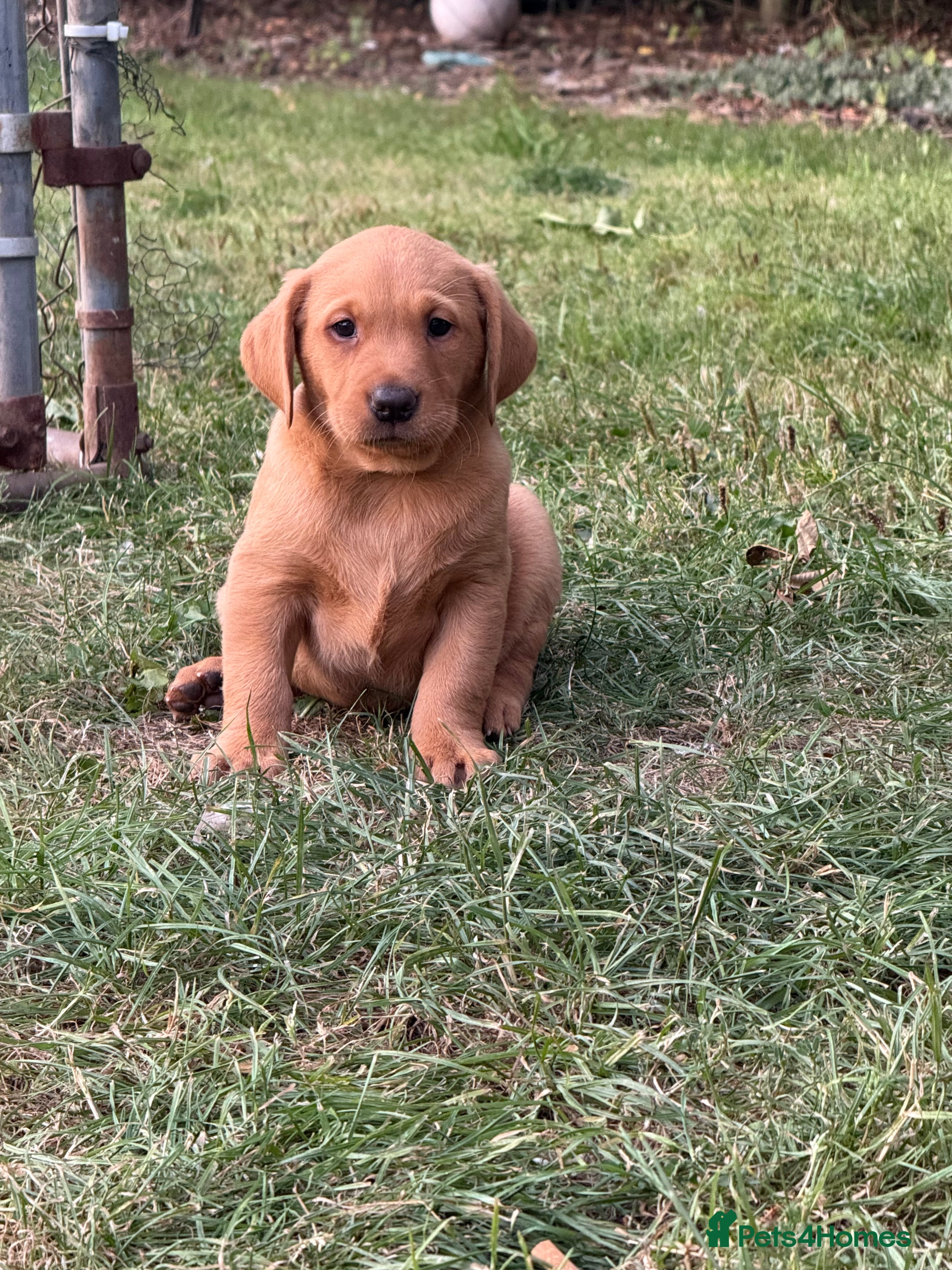 Labrador Retriever dogs Ftch. Labrador puppies  - Advert 1