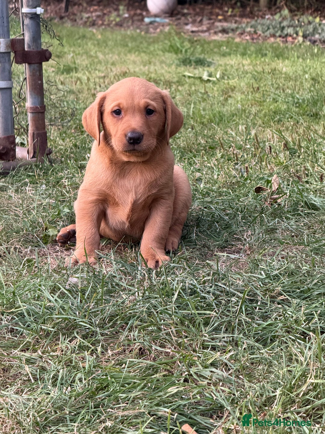 Labrador Retriever dogs for sale: Ftch. Labrador puppies  - Advert 1
