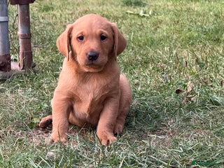 Labrador Retriever dogs Ftch. Labrador puppies - Advert 1