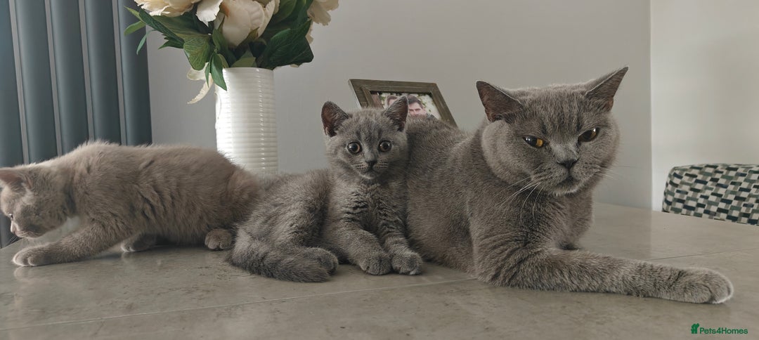 British Shorthair cats for sale: British shorthair blue / lilac kittens  - Image 25