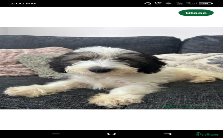 Mixed Breed dogs - Advert 12
