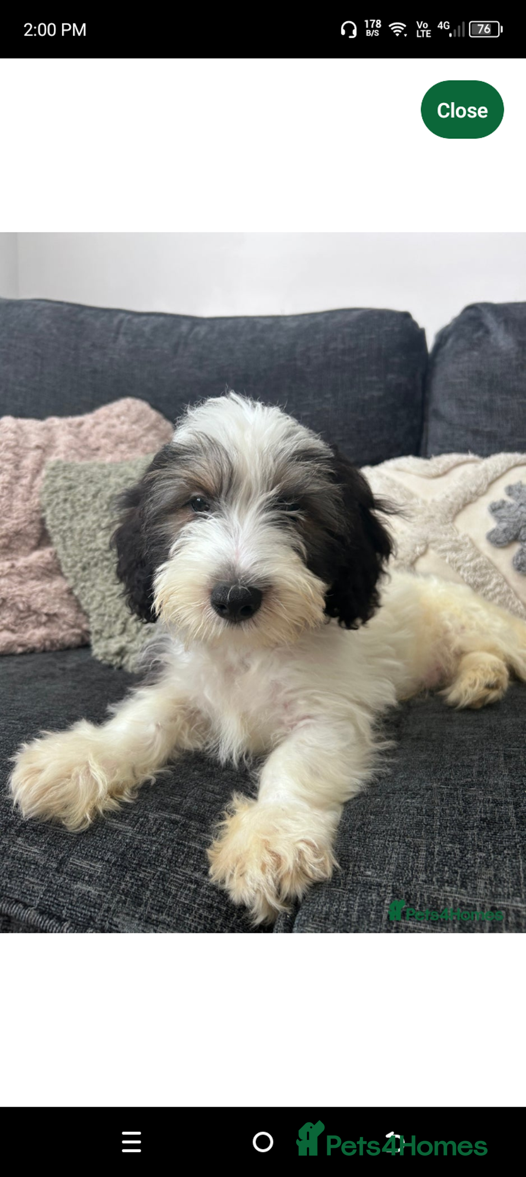 Mixed Breed dogs for sale: Puppy 11 weeks old need a new ASAP - Image 1