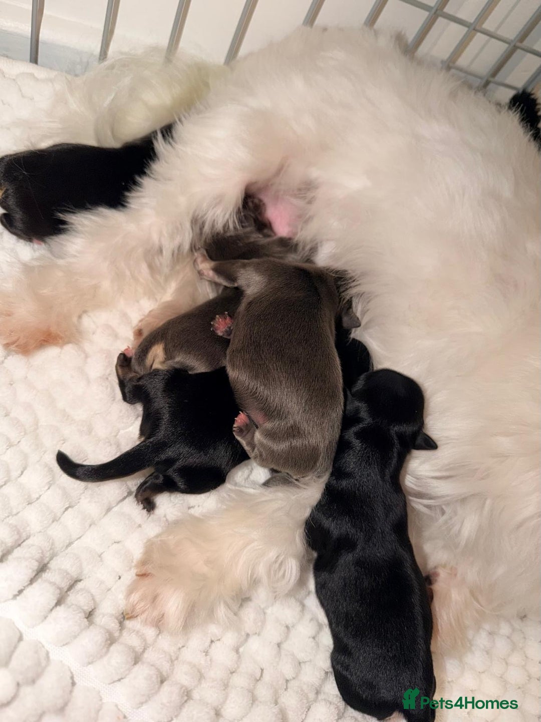 Mixed Breed dogs for sale: Gorgeous malchi’s  - Advert 5