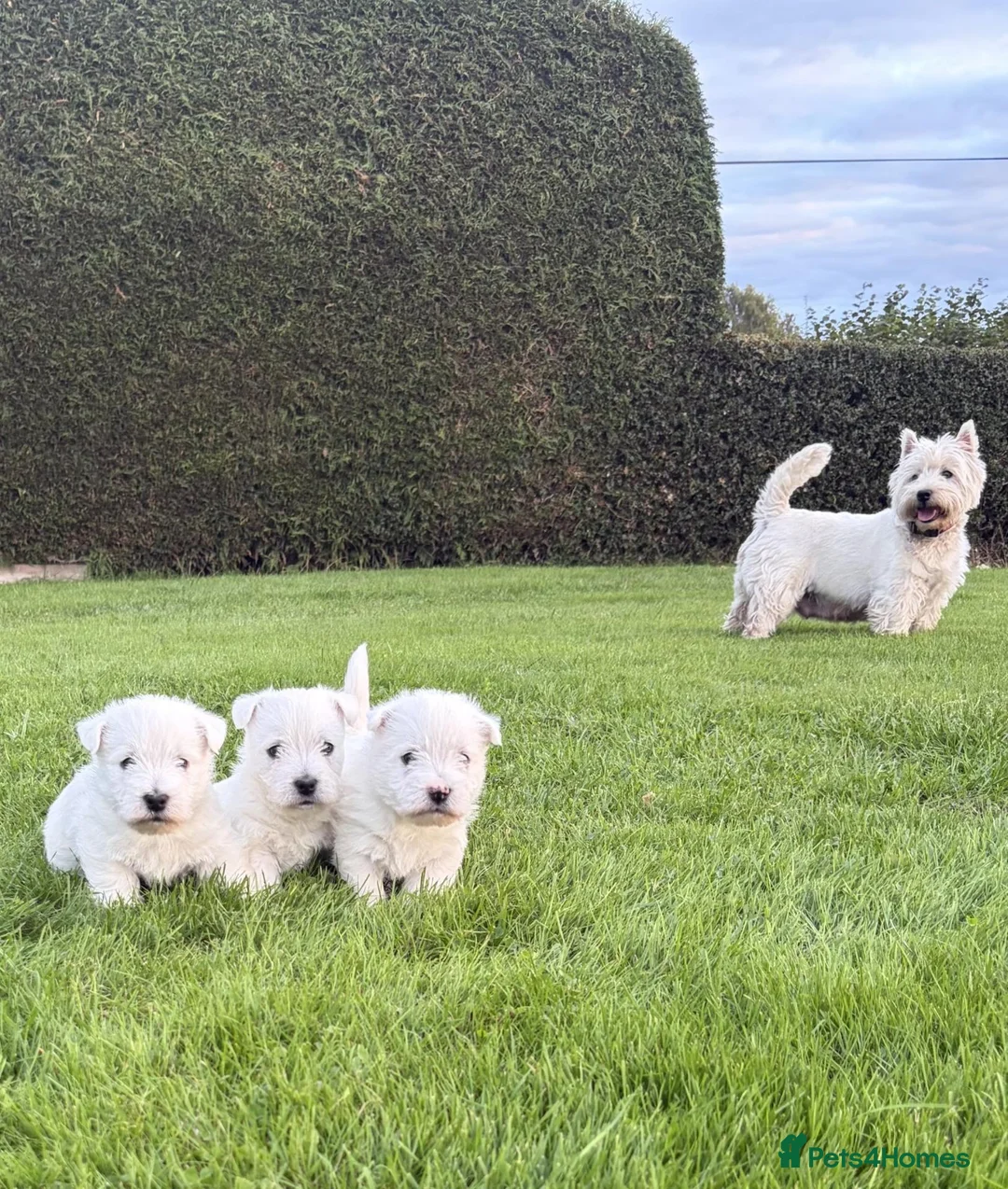 West Highland Terrier dogs for sale: Stunning Westhighland Terriers in Hereford - Advert 1