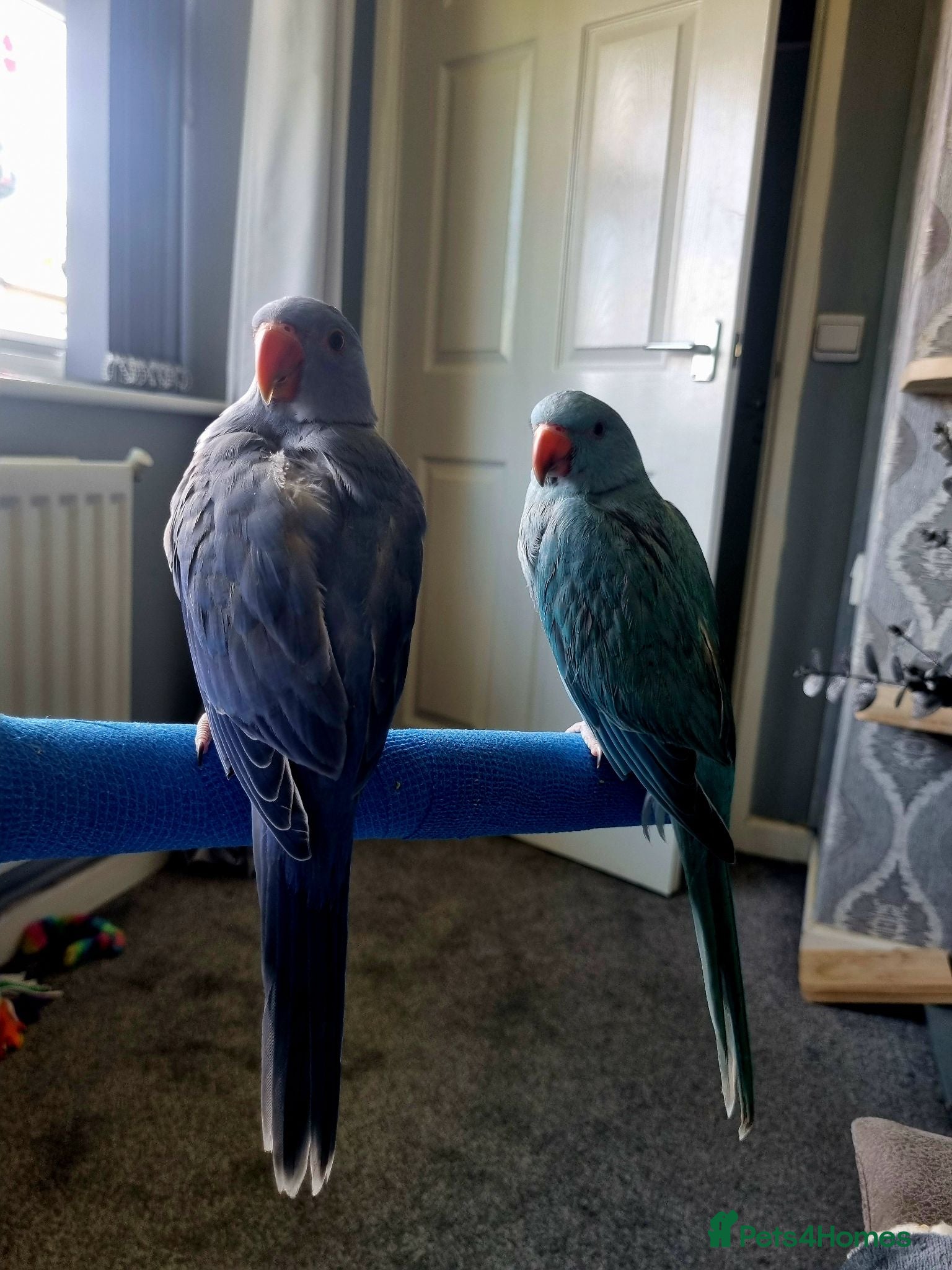 Ringnecks birds Baby hand tame Blue and Violet  - Advert 1