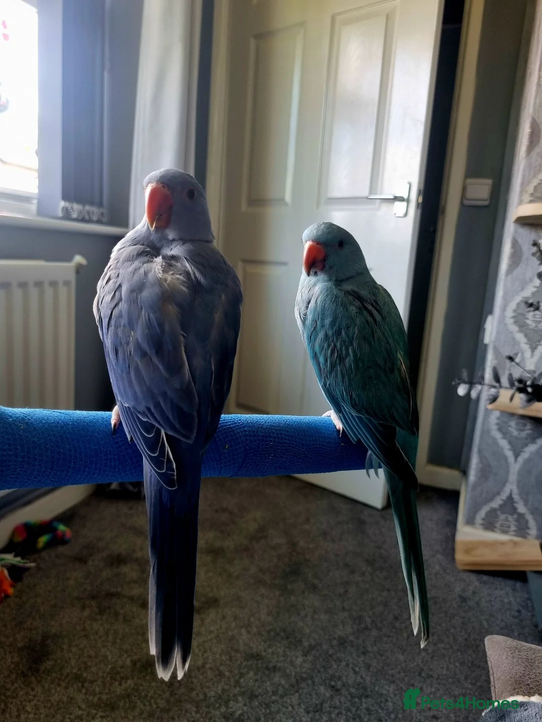 Ringnecks birds for sale: Baby hand tame Blue and Violet  - Advert 1
