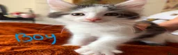 Maine Coon cats for sale: Thoroughbred Maine Coon Kittens - Advert 5
