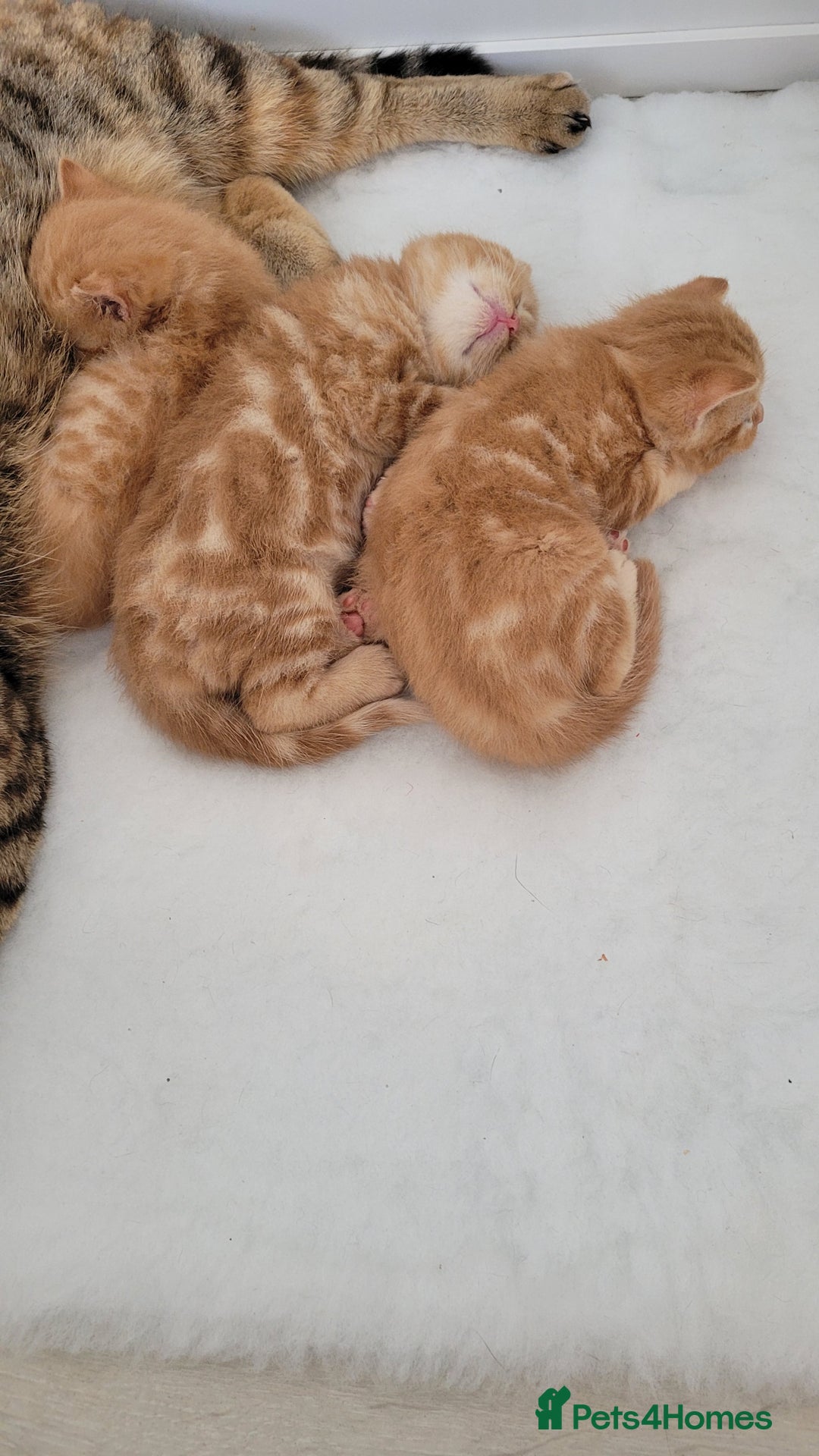 British Shorthair cats for sale: 1 stunning British shorthair boys left to reserve  - Image 5