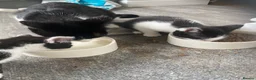British Shorthair cats for sale: 3 beautiful tuxedo kittens for sale  - Advert 4