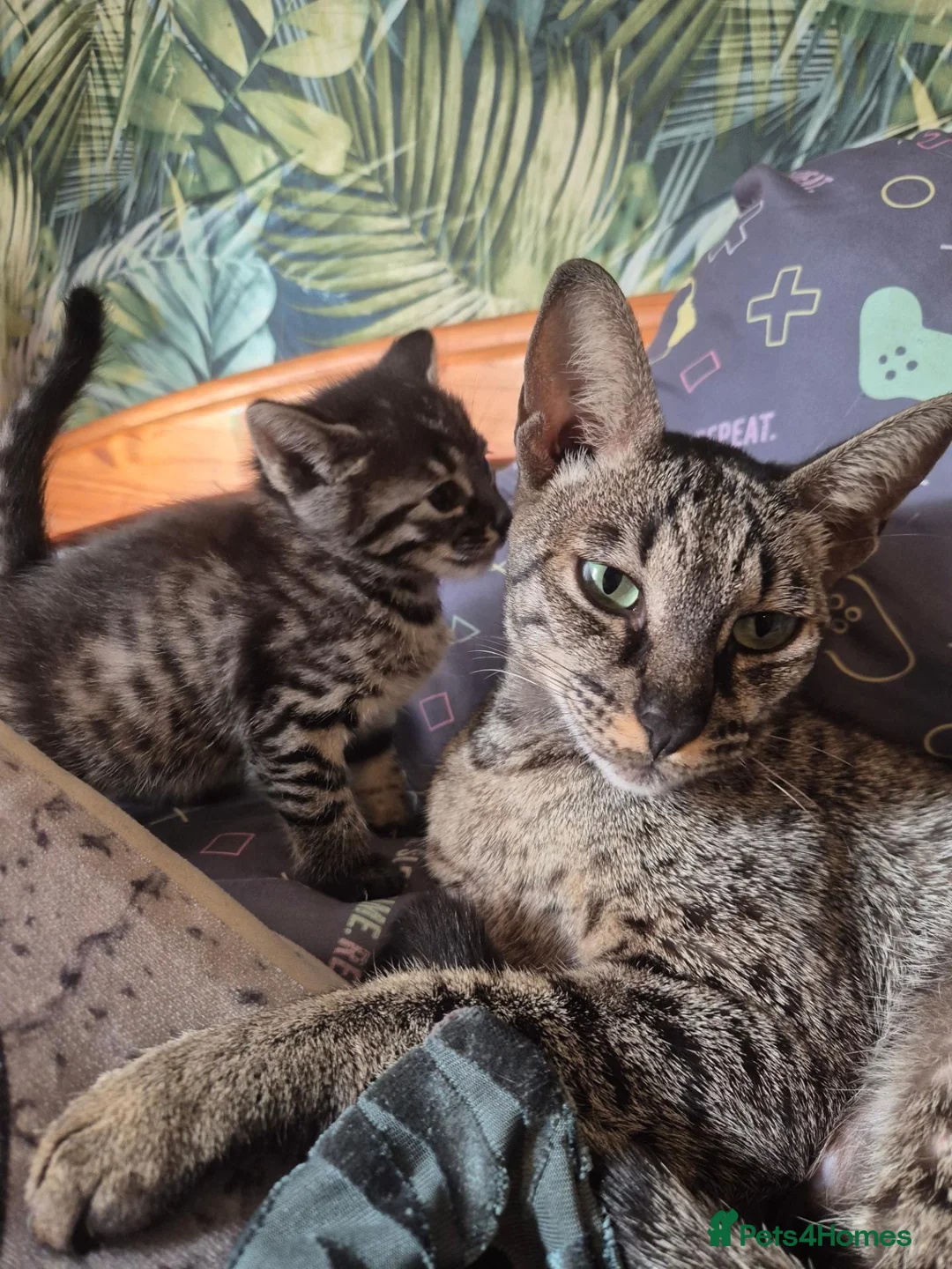 Savannah cats for sale: F3 savannah kittens - Advert 1