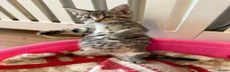 Maine Coon cats for sale: Maine Coon x Tabby Female Kitten - Ready now - Advert 4