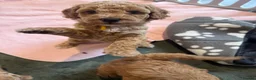 Cavapoo dogs for sale: Beautiful F1bb Cavapoo Puppies x 5 - Advert 21