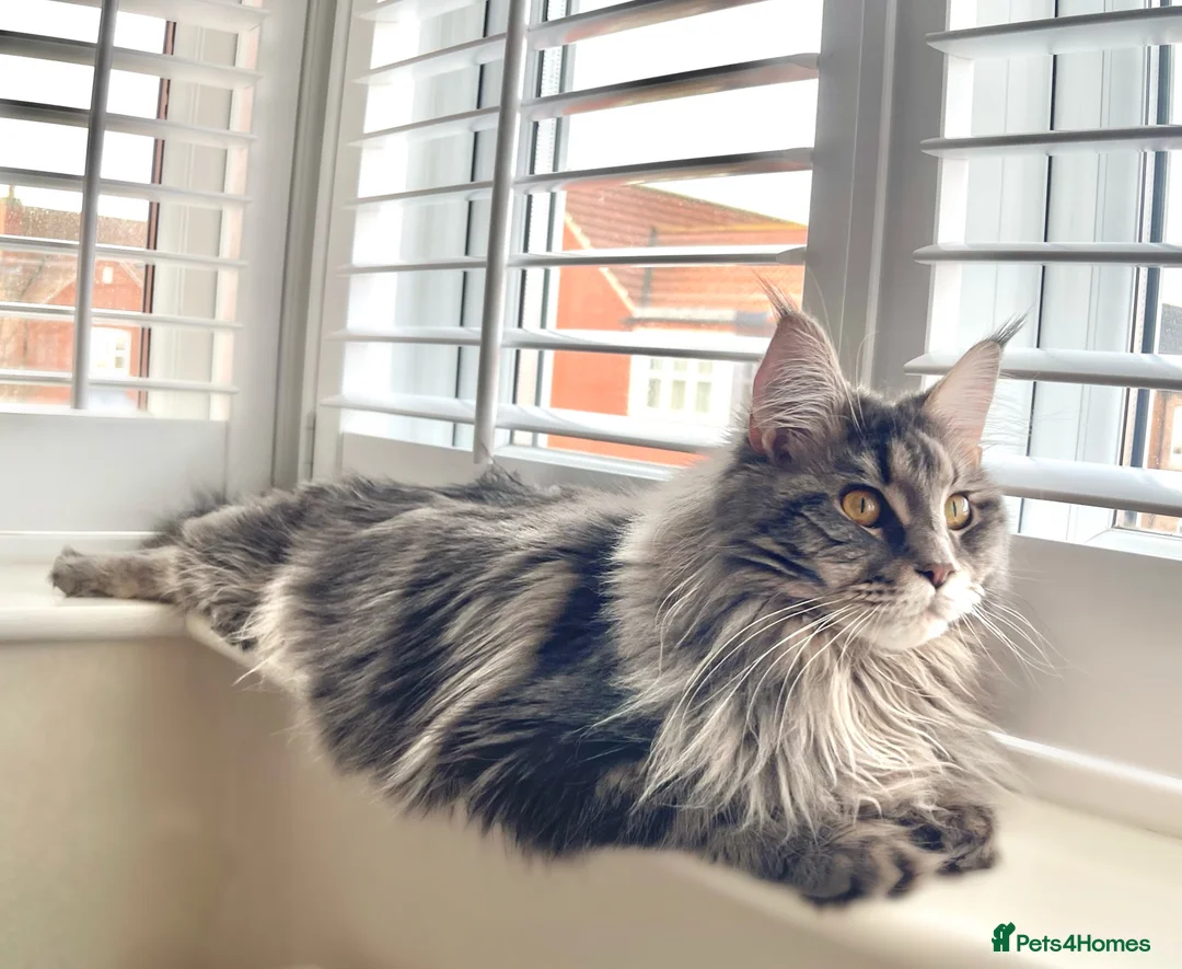 Maine Coon cats for sale: Looking for active registered boy!! - Advert 1