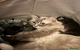 Maine Coon cats for sale:      💖LAST BEAUTIFUL BABY GIRL💖  - Image 19