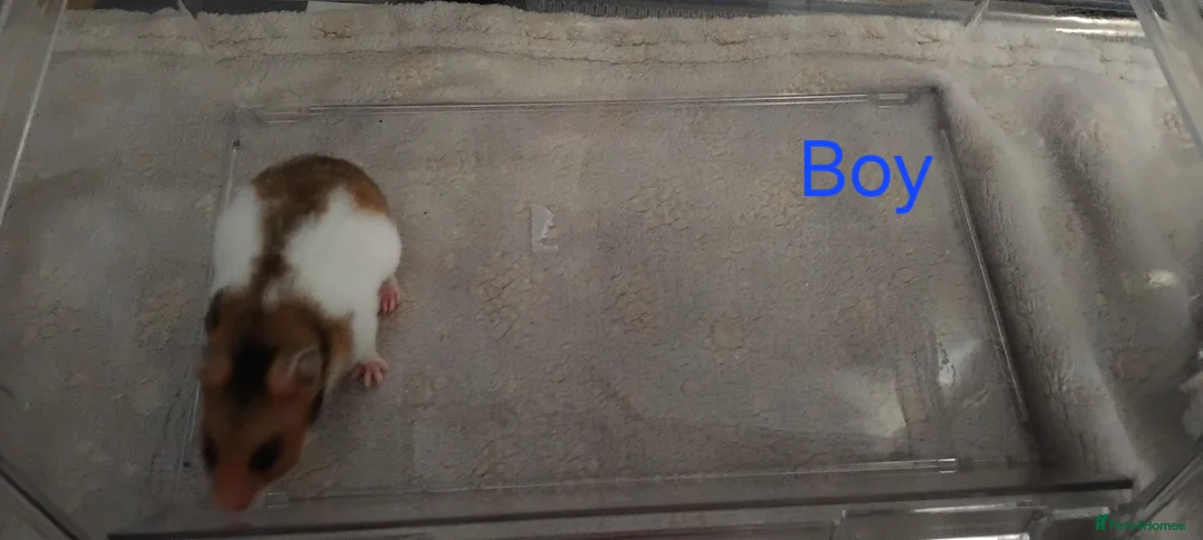 Hamster rodents for sale: Baby syrians - Advert 2