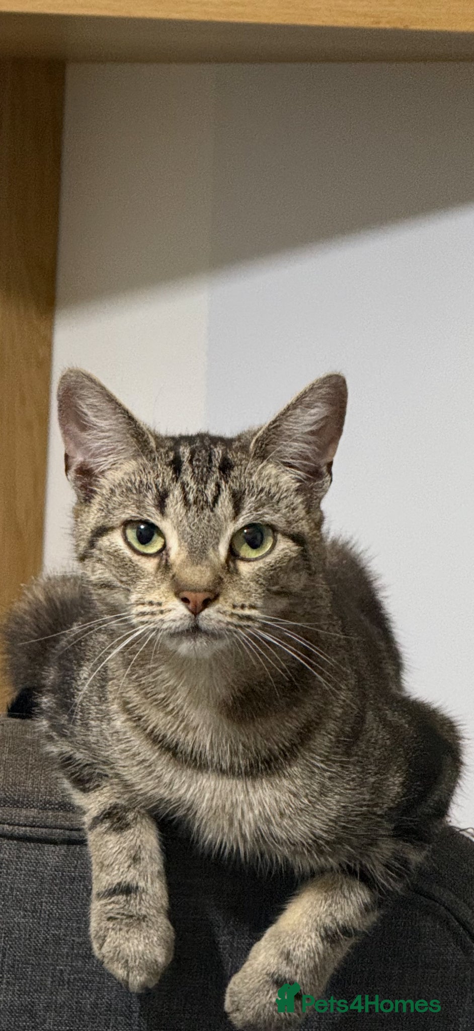 Domestic Shorthair cats To a loving home - friendly female tabby cat - Advert 2