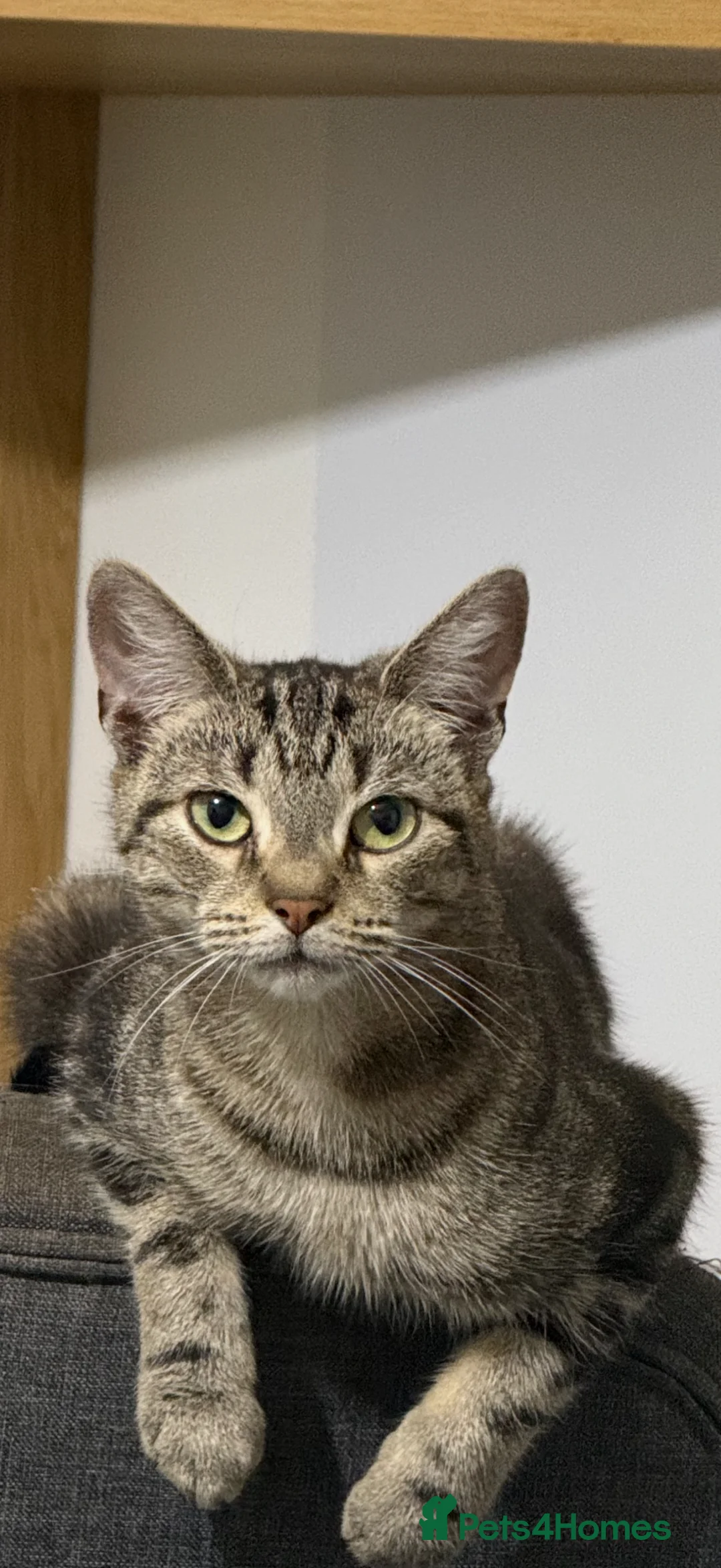 Domestic Shorthair cats for sale: To a loving home - friendly female tabby cat - Advert 1