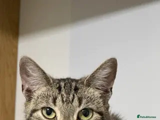 Domestic Shorthair cats To a loving home - friendly female tabby cat - Advert 2