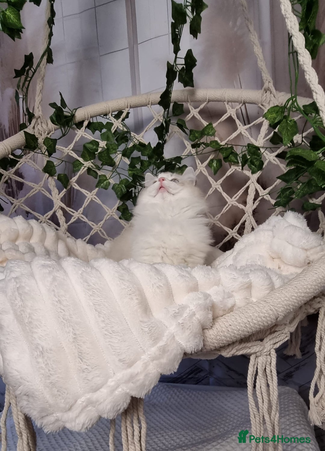 Ragdoll cats for sale: Exceptional Tica Registered Ragdoll Kittens - Advert 4