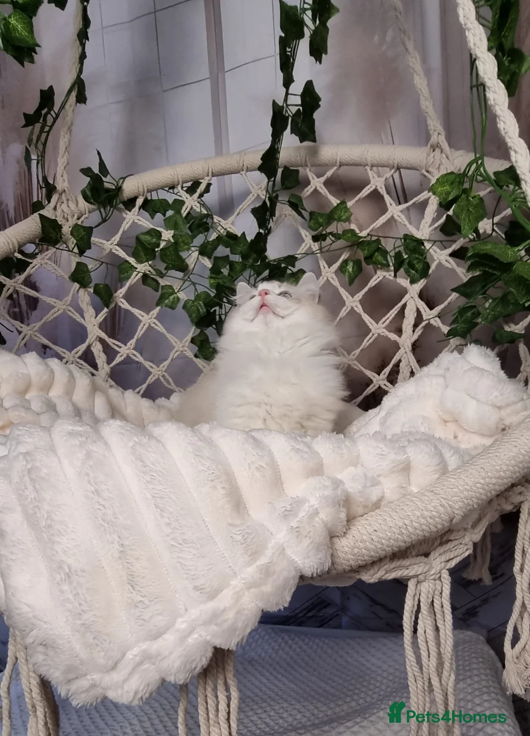 Ragdoll cats for sale: Exceptional Tica Registered Ragdoll Kittens - Advert 7