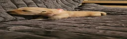 Golden Retriever dogs for sale: Golden Retriever puppys in Harrow London  - Advert 7