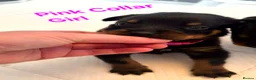 Rottweiler dogs for sale: Last few puppies in Rotherham - Advert 4