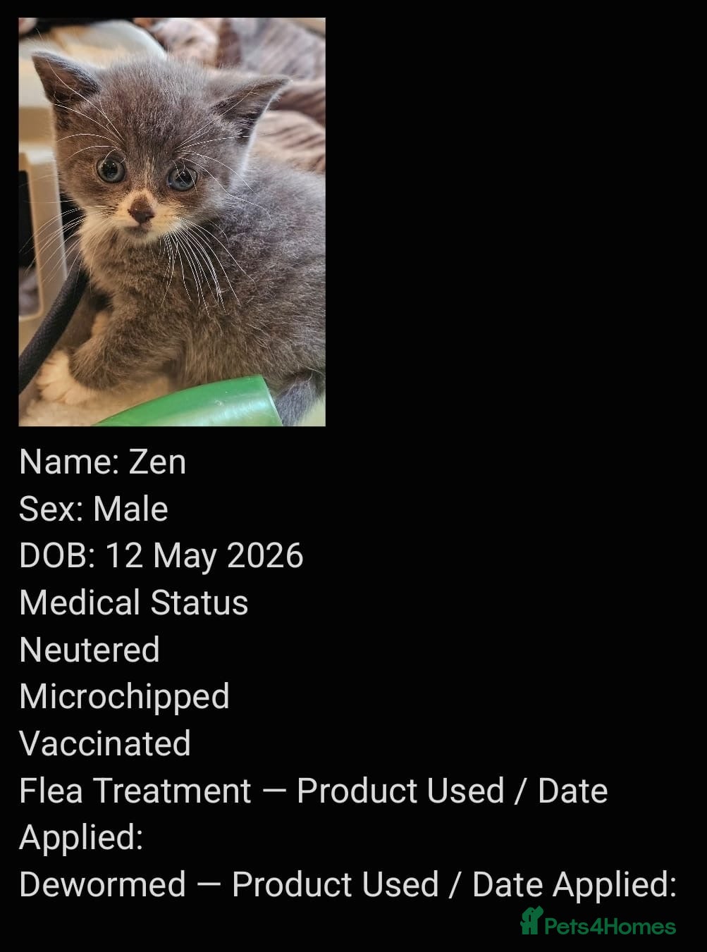 Mixed Breed cats 3 adorable rescue kittens need new homes - Advert 1