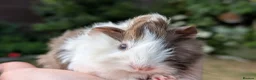 Guinea Pig rodents for sale: Gorgeous Guinea pig pups - Advert 6
