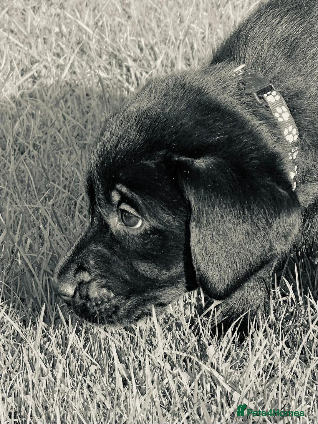 Labrador Retriever dogs for sale: Perfect Litter of 5th Generation Labrador Puppies - Advert 7