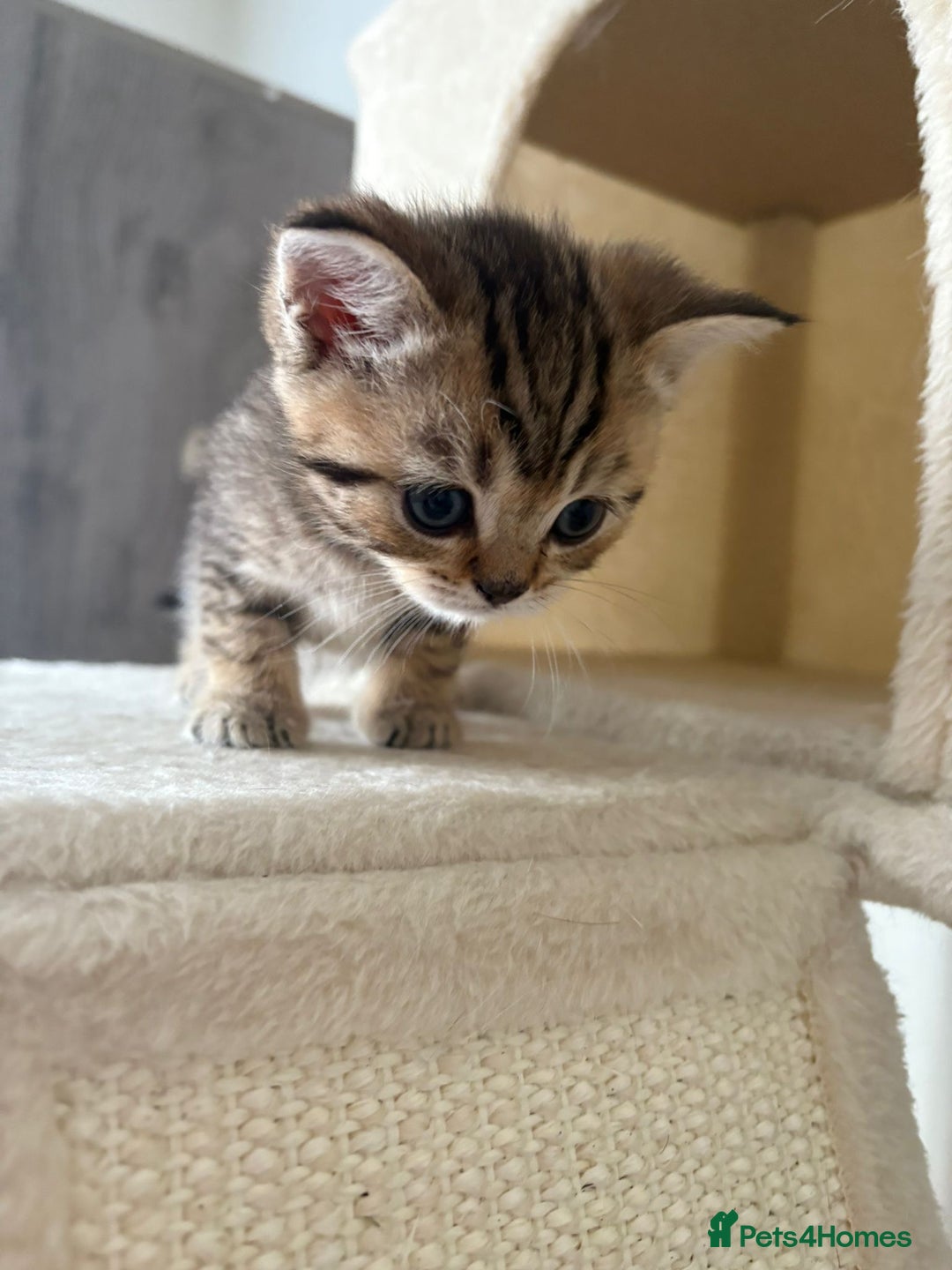 British Shorthair cats for sale: Golden british short hair kittens - Image 3