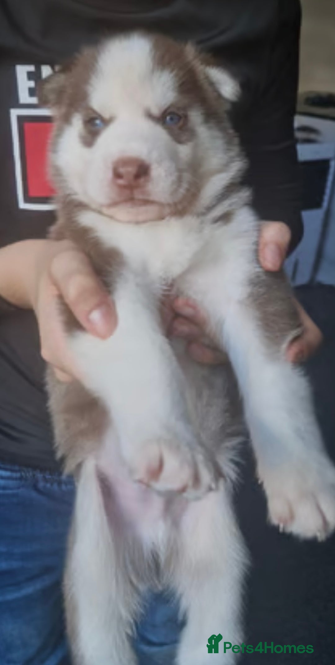 Siberian Husky dogs for sale: Siberian huskys - Image 7