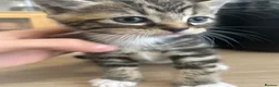 Mixed Breed cats for sale: 4 kittens for sale  - Advert 3
