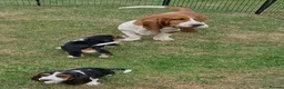 Basset Hound dogs for sale: KC BASSET HOUND PUPPIES  - Advert 13