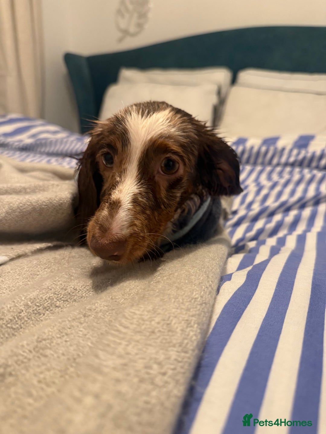 Miniature Dachshund dogs for sale: Puddles 7 month old miniature Dachshund Girl 💖 - Advert 7