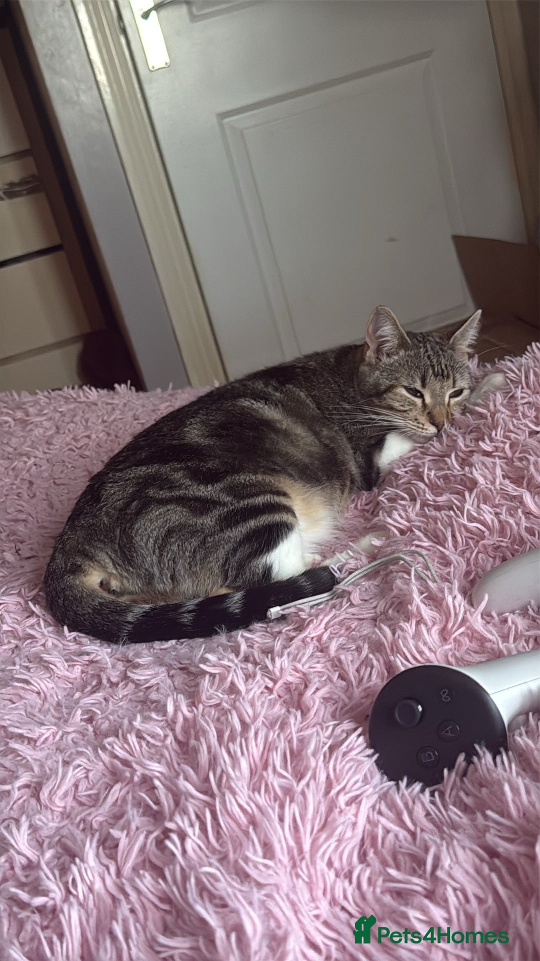 British Shorthair cats 4 kittens for sale - Advert 1