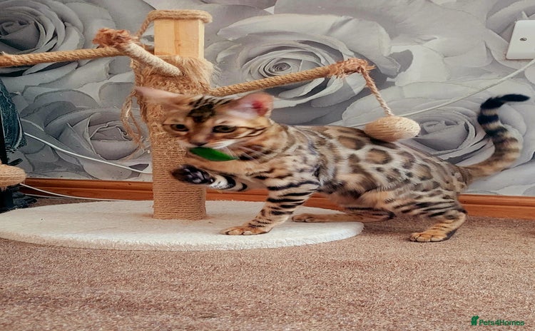 Bengal cats - Advert 9